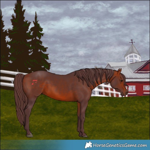 Horse Color:Chocolate Bay 