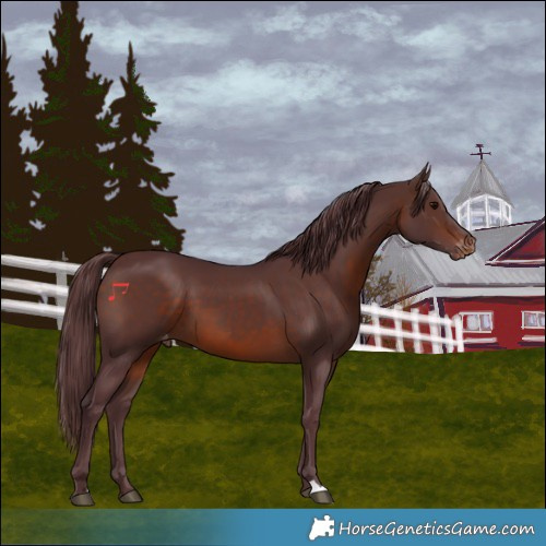 Horse Color:Chocolate Bay Skewed LP Spotted 