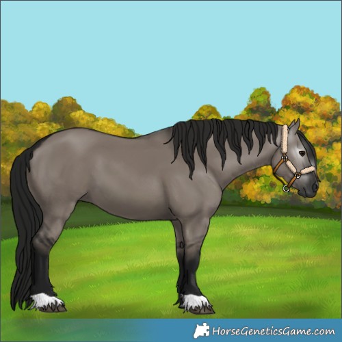 Horse Color:Gray Grullo 