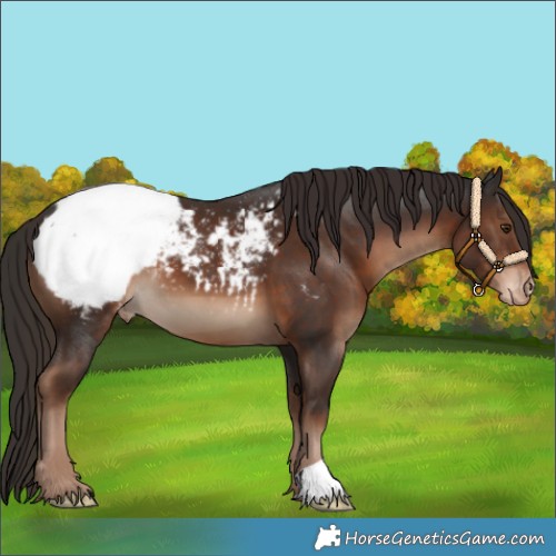 Horse Color:Liver Chestnut Snowcap 