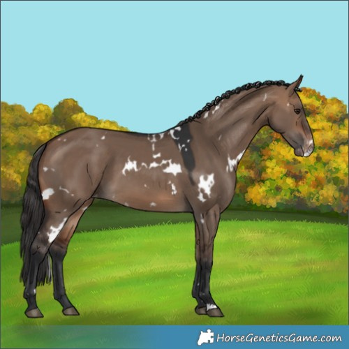 Horse Color:White Spotted Brown Dun Varnish