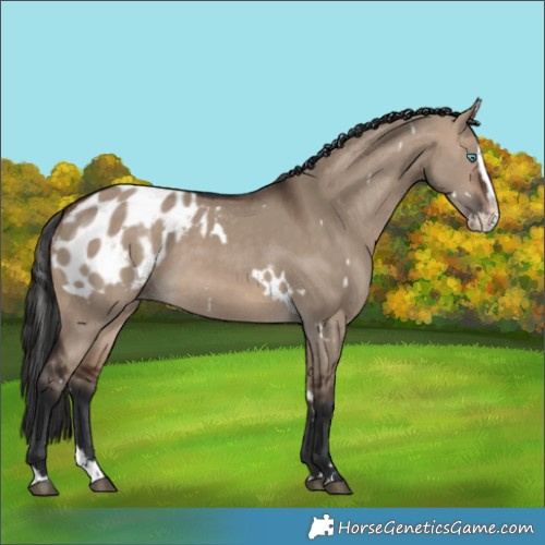 Horse Color:White Spotted Brown Dun Splash Blanket