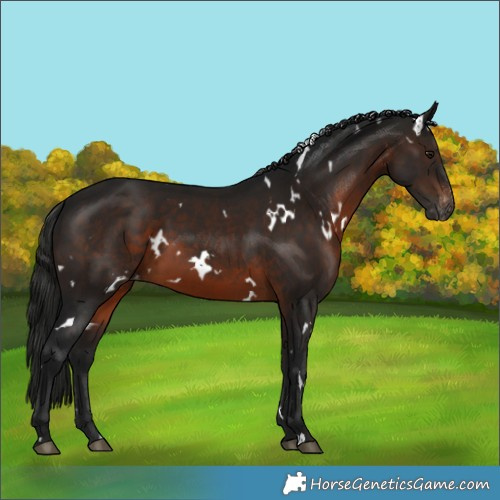 Horse Color:Gray White Spotted Brown Varnish