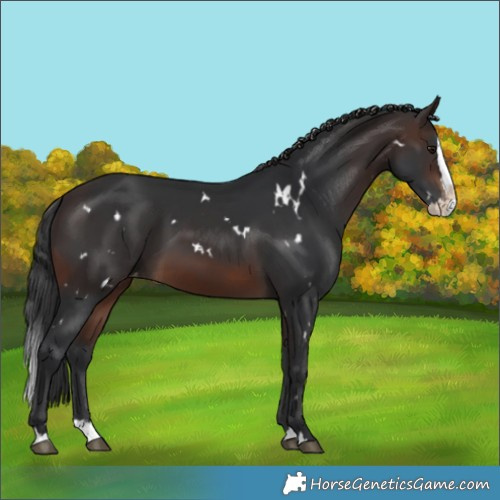 Horse Color:White Spotted Brown Splash Varnish 