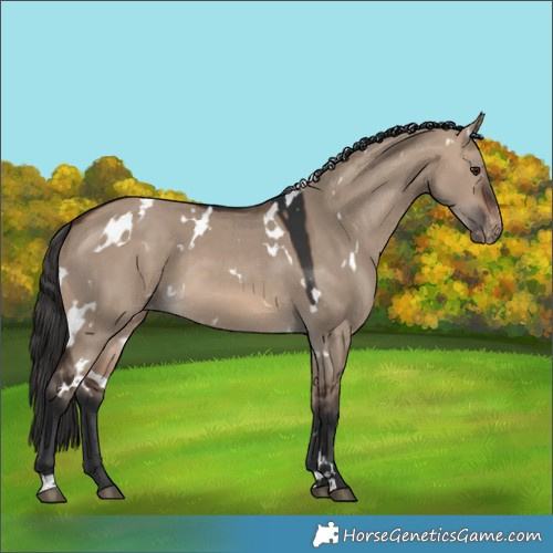 Horse Color:White Spotted Brown Dun Varnish