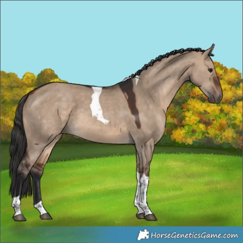 Horse Color:Brown Dun Tobiano