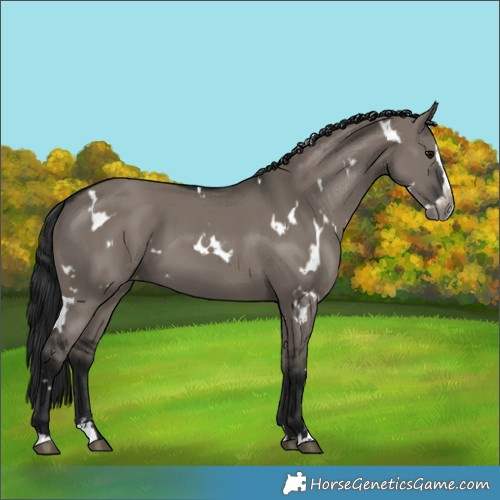 Horse Color:Gray White Spotted Grullo Splash Varnish 