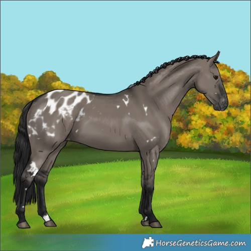 Horse Color:Gray White Spotted Grullo Blanket