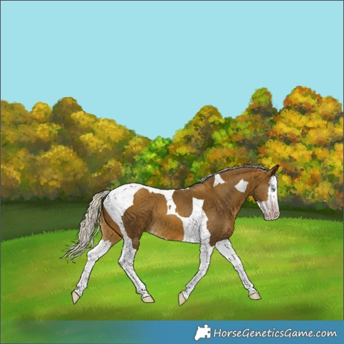 Horse Color:Gray Silver Sable Cream Champagne Splash Tobiano 
