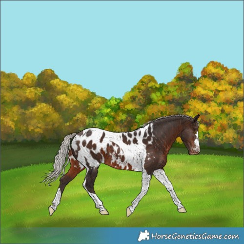 Horse Color:Silver Brown Tobiano Near Leopard
