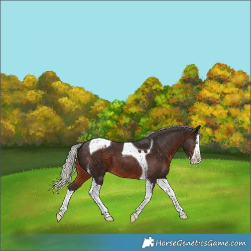 Horse Color:Silver Brown Splash Tobiano