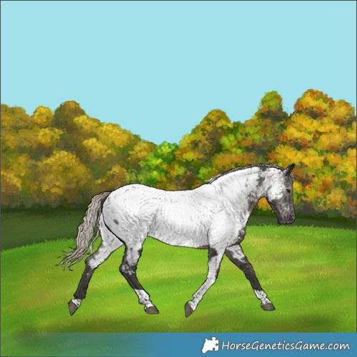 Horse Color:Gray Silver Black Tobiano Appaloosa