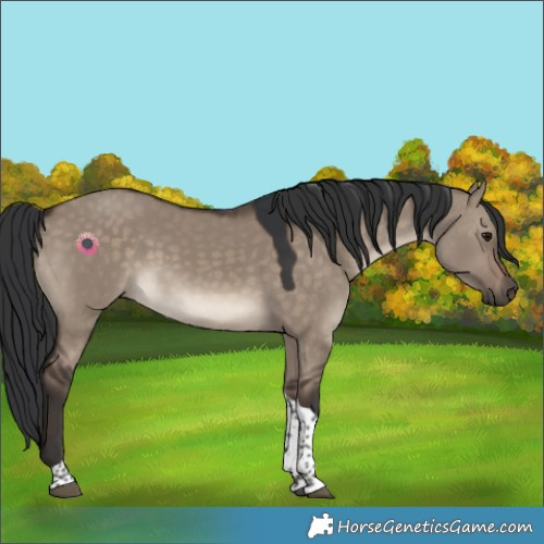 Horse Color:Brown Dun Tobiano 
