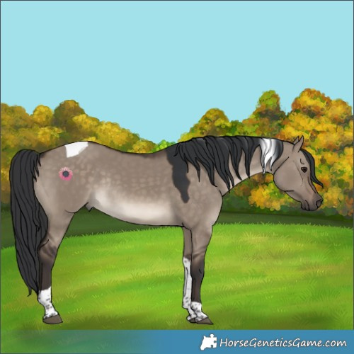 Horse Color:Brown Dun Tobiano Rabicano