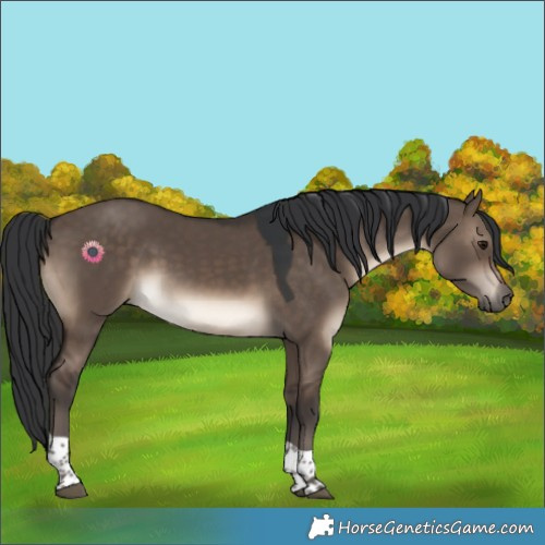 Horse Color:Brown Dun Tobiano Rabicano