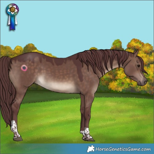 Horse Color:Chocolate Brown Dun Tobiano 
