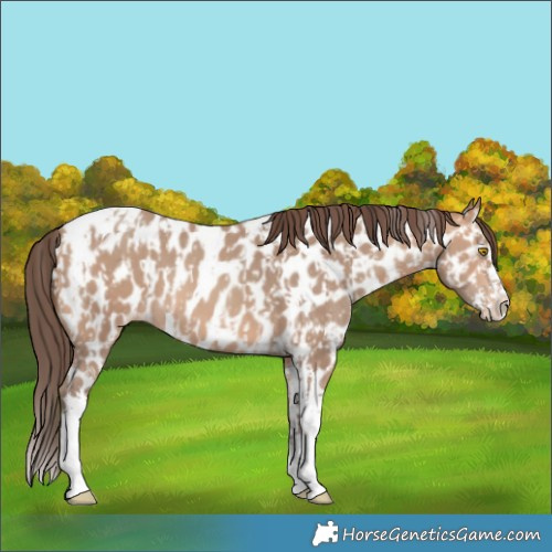 Horse Color:Amber Champagne Sabino Tobiano Near Leopard  and Amber Champagne Sabino Splash Tobiano Near Leopard 