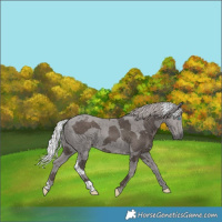 Horse Color:Silver Black Merle 