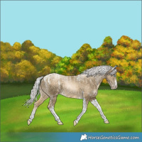 Horse Color:Powder White Silver Buckskin Pearl Merle Tobiano 