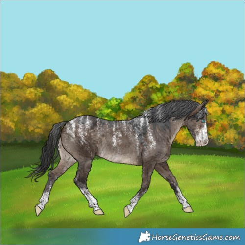 Horse Color:Powder White Brown Dun Merle