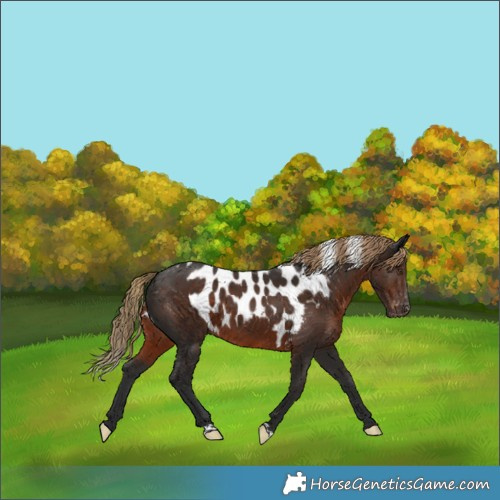 Horse Color:Gray Liver Chestnut Skewed Appaloosa
