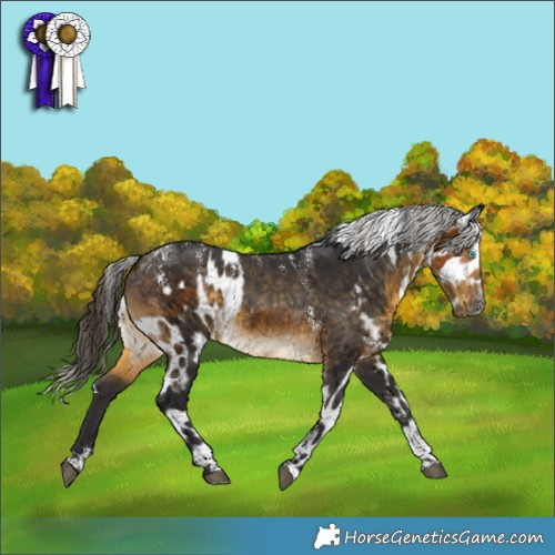 Horse Color:Powder White Gray Buckskin Merle Skewed Appaloosa  and Powder White Silver Buckskin Skewed Appaloosa 