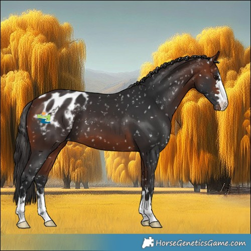 Horse Color:Bay Appaloosa