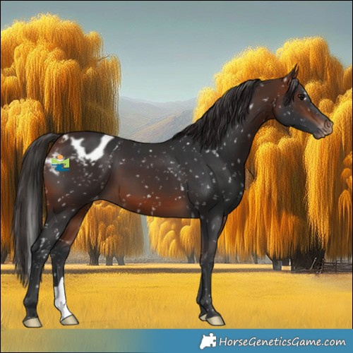 Horse Color:Bay Appaloosa