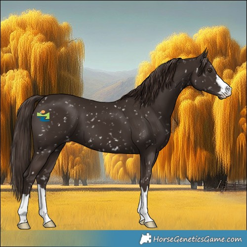 Horse Color:Liver Chestnut Appaloosa