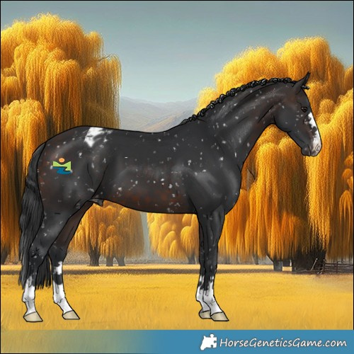 Horse Color:Brown Appaloosa
