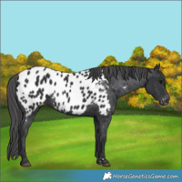 Horse Color:Black Near Leopard 
