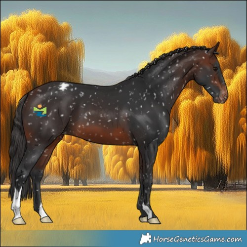 Horse Color:Brown Appaloosa 
