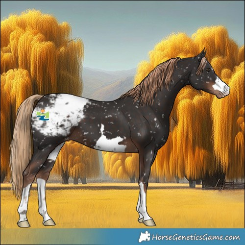 Horse Color:Liver Chestnut Appaloosa
