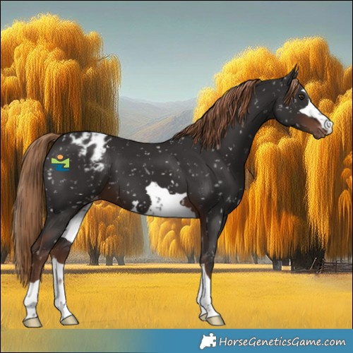 Horse Color:Liver Chestnut Appaloosa