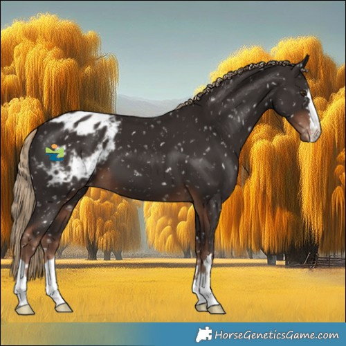 Horse Color:Liver Chestnut Appaloosa