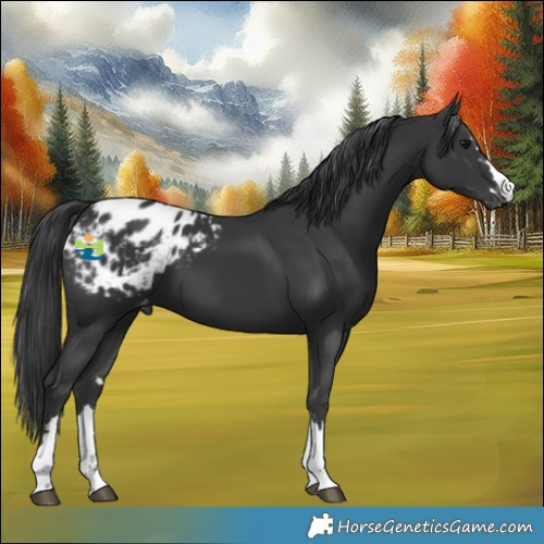Horse Color:Black Appaloosa
