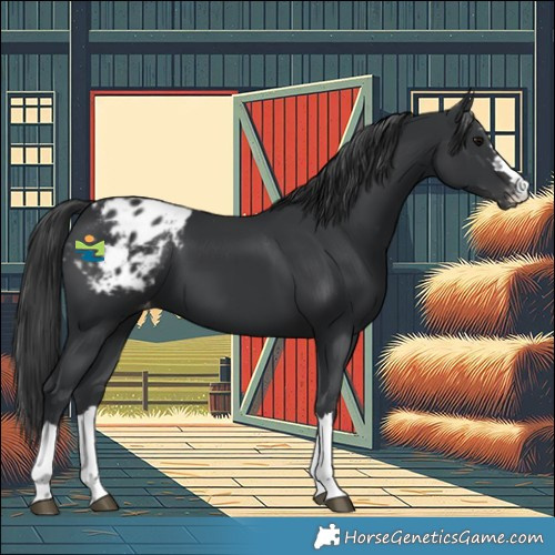 Horse Color:Black Blanket 