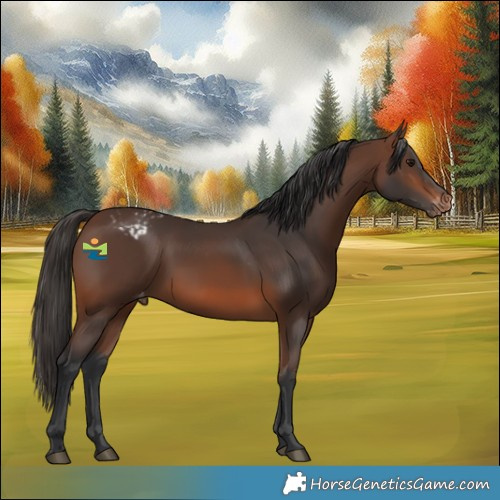 Horse Color:Brown Appaloosa Rabicano