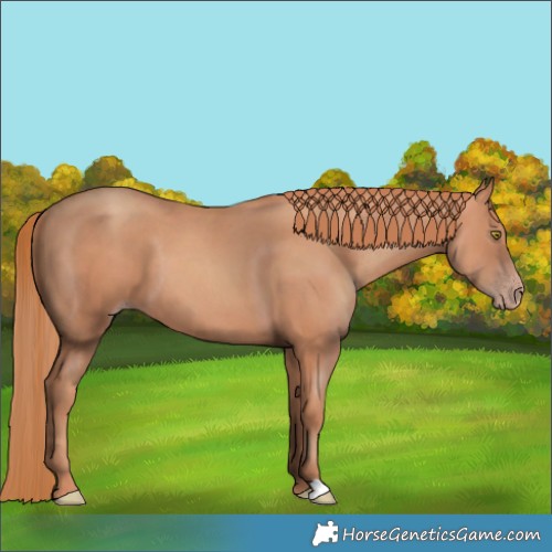 Horse Color:Gold Champagne 