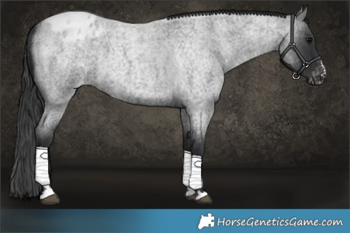 Horse Color:Blue Roan Blanket 