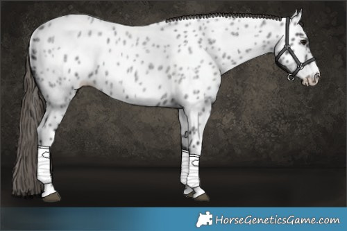 Horse Color:Smoky Blue Roan Near Leopard
