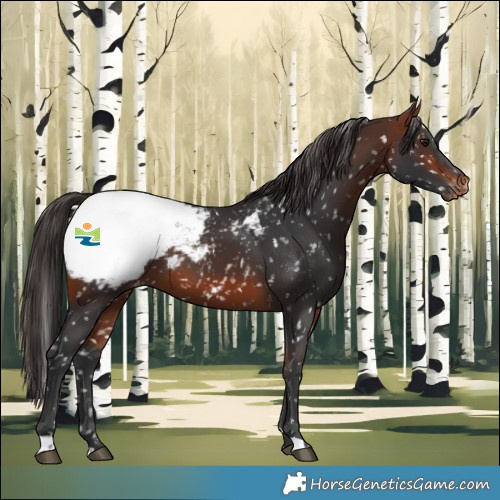 Horse Color:Bay Snowcap