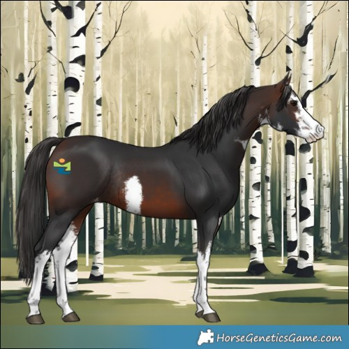 Horse Color:White Spotted Brown Varnish Rabicano 