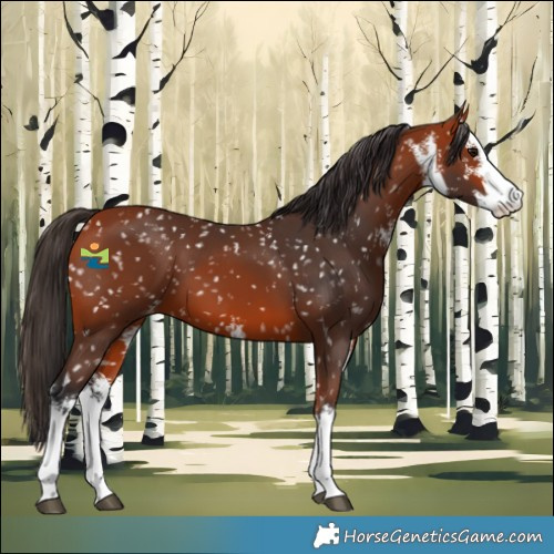 Horse Color:White Spotted Bay Snowflake Varnish 