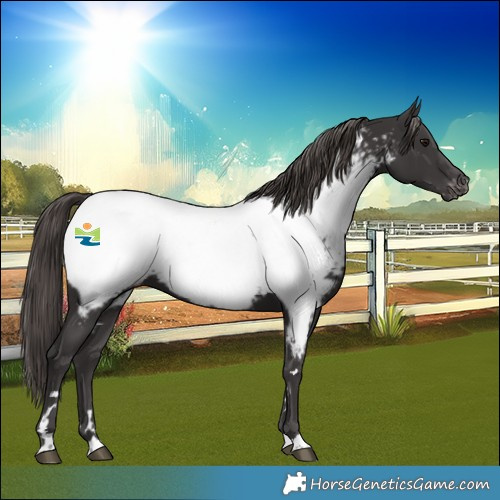 Horse Color:Smoky Black Near Fewspot