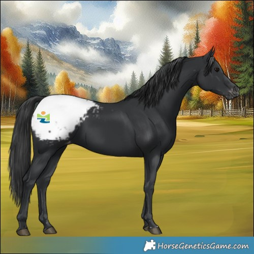 Horse Color:Black Snowcap 
