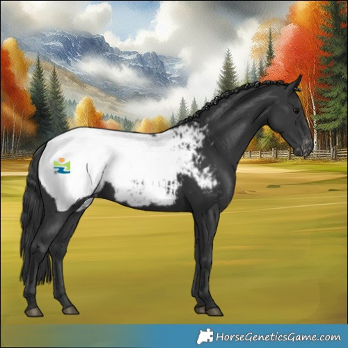 Horse Color:Black Snowcap