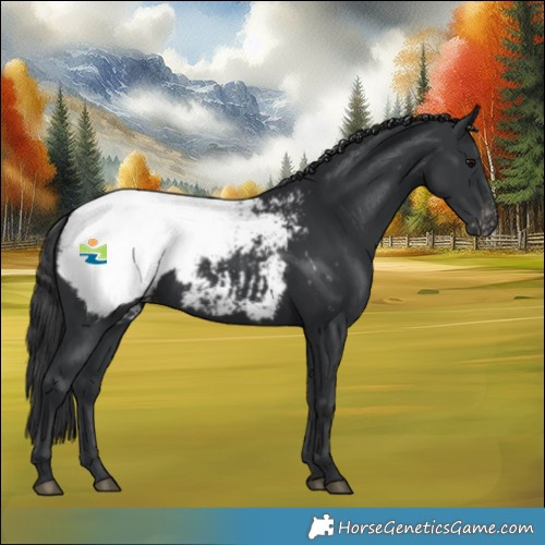 Horse Color:Black Snowcap Rabicano