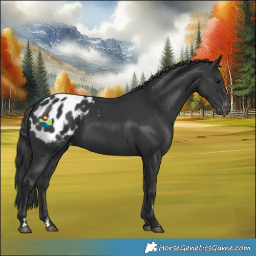 Horse Color:Black Blanket Rabicano 