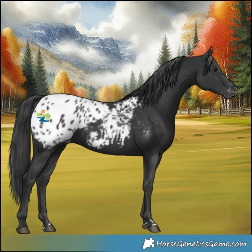 Horse Color:Black Blanket Rabicano 